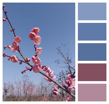 Landscape Plants Plum Train Forest Park Image